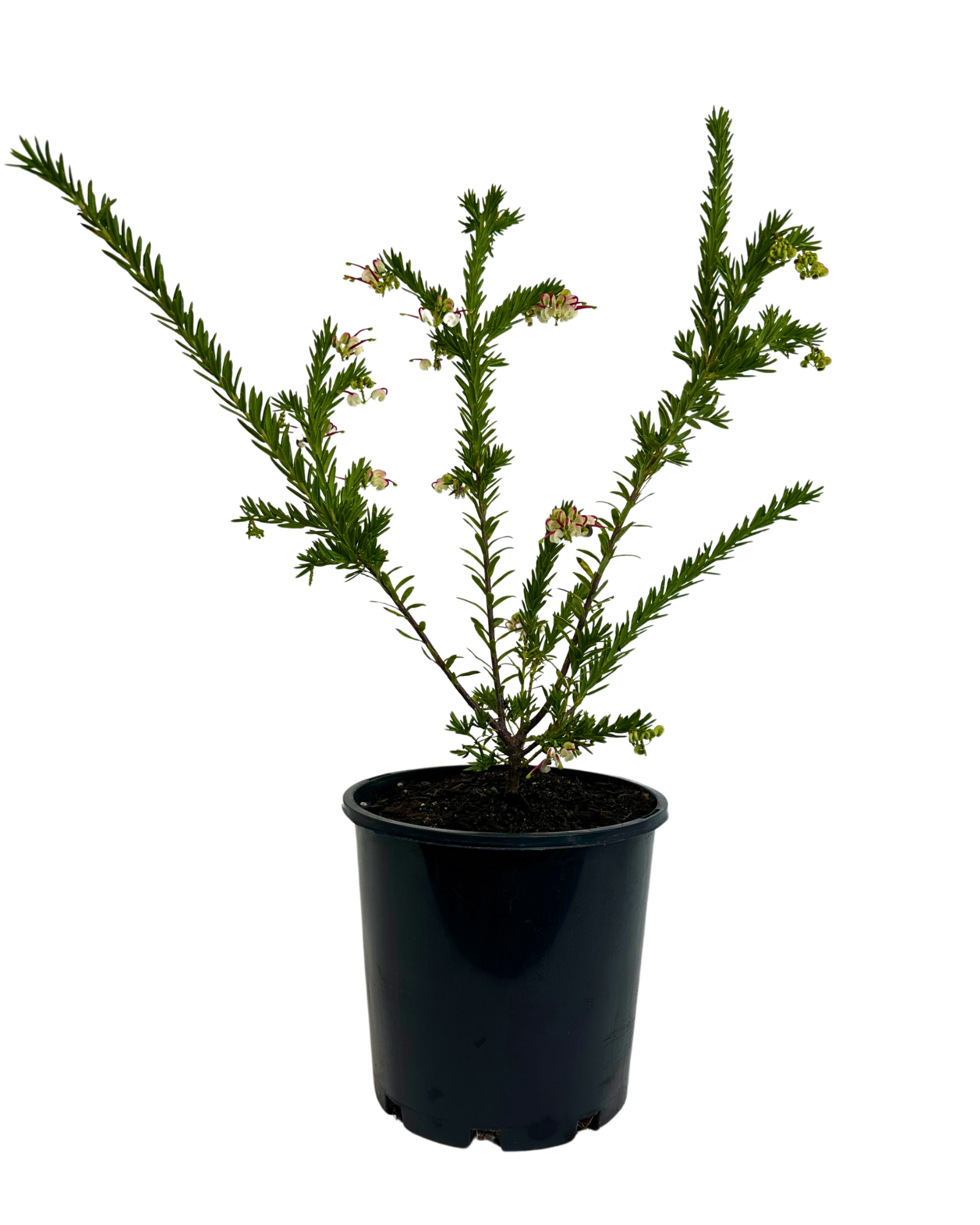 Grevillea Hills Jubilee