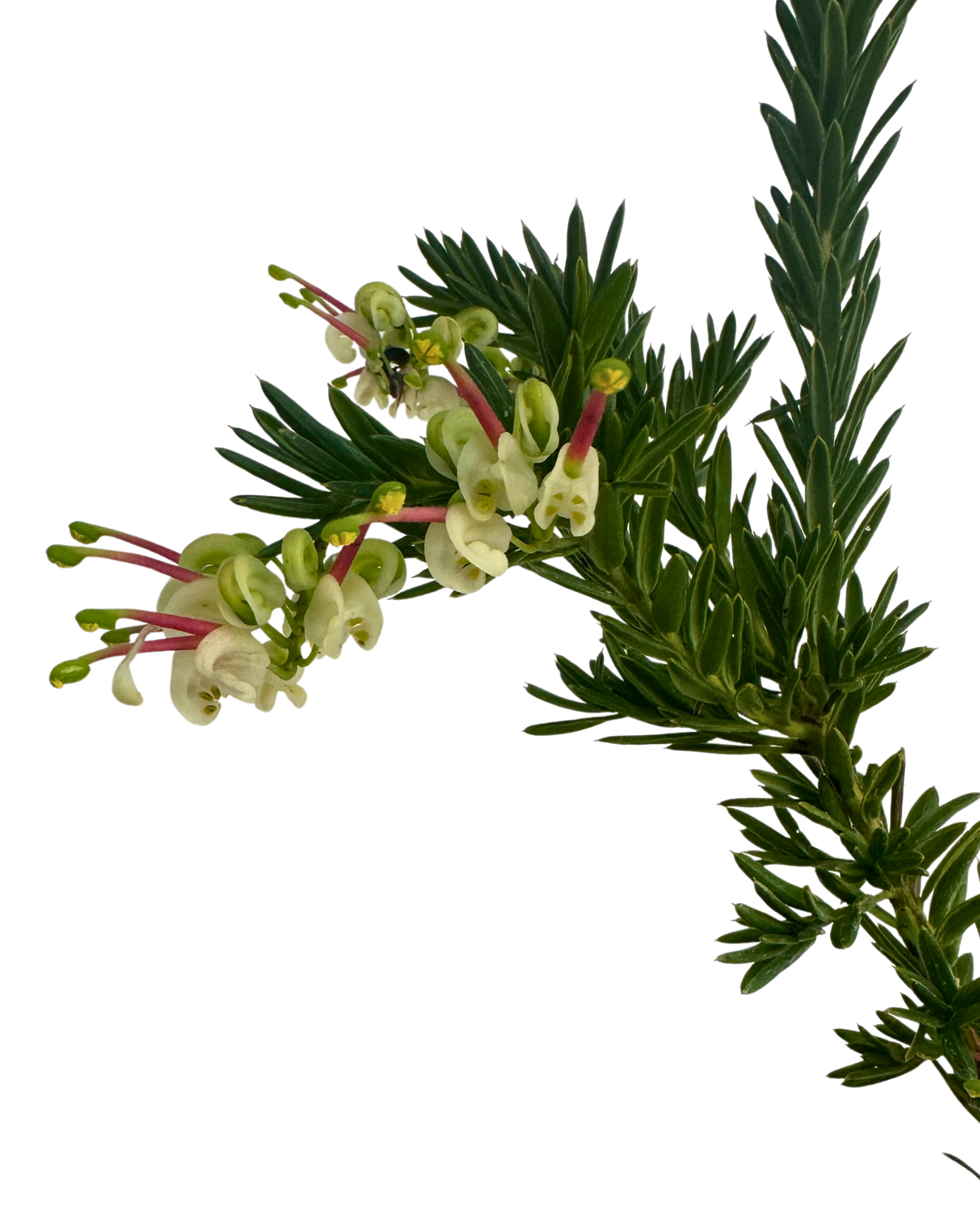Grevillea Hills Jubilee
