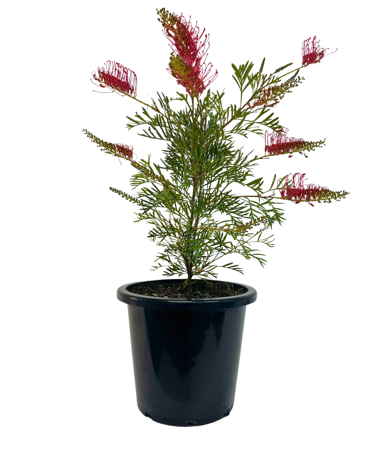 Grevillea Raspberry Dream