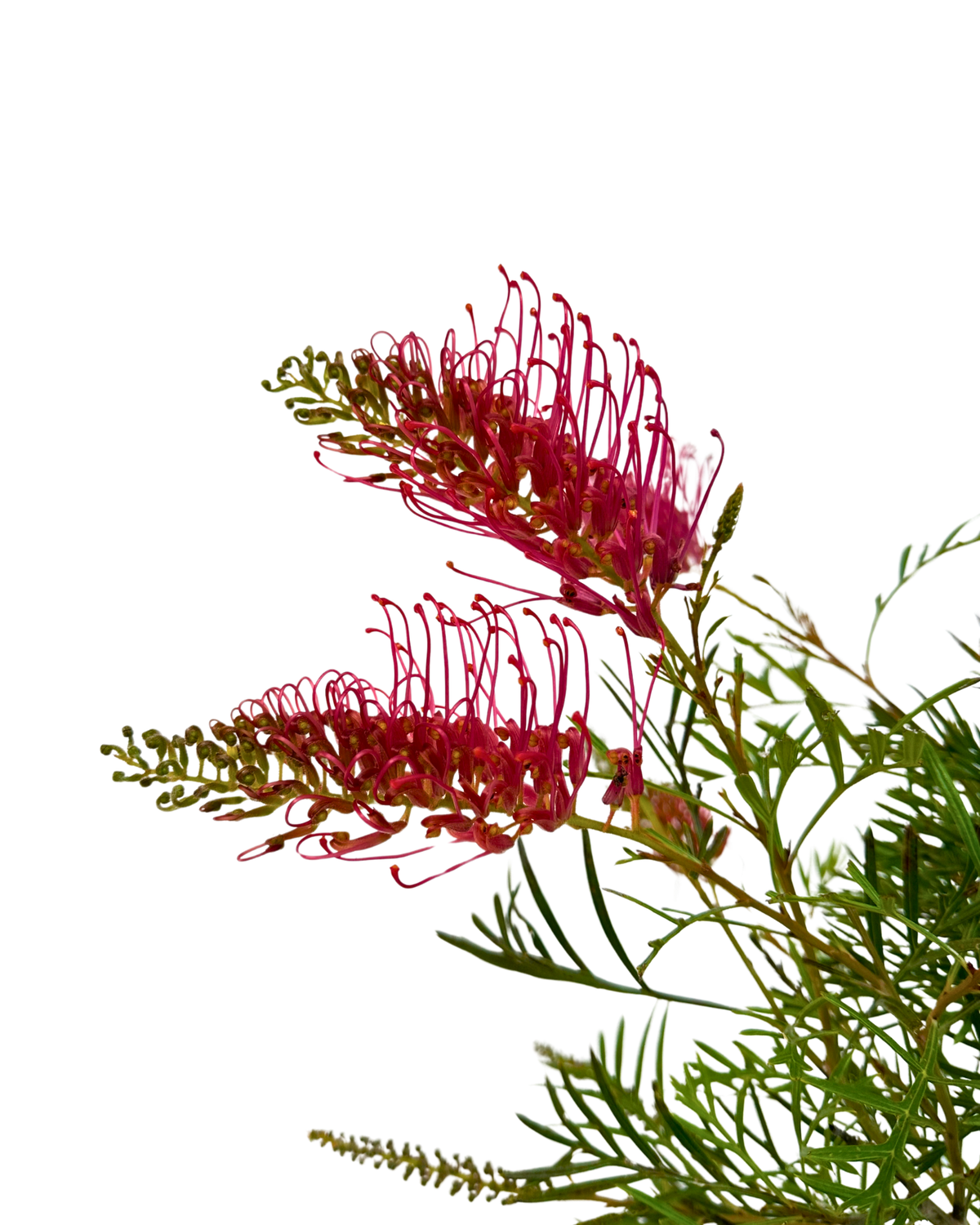 Grevillea Raspberry Dream