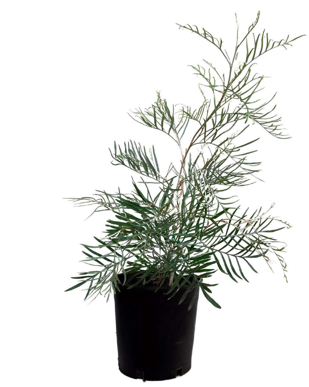 Grevillea Sandra Gordon