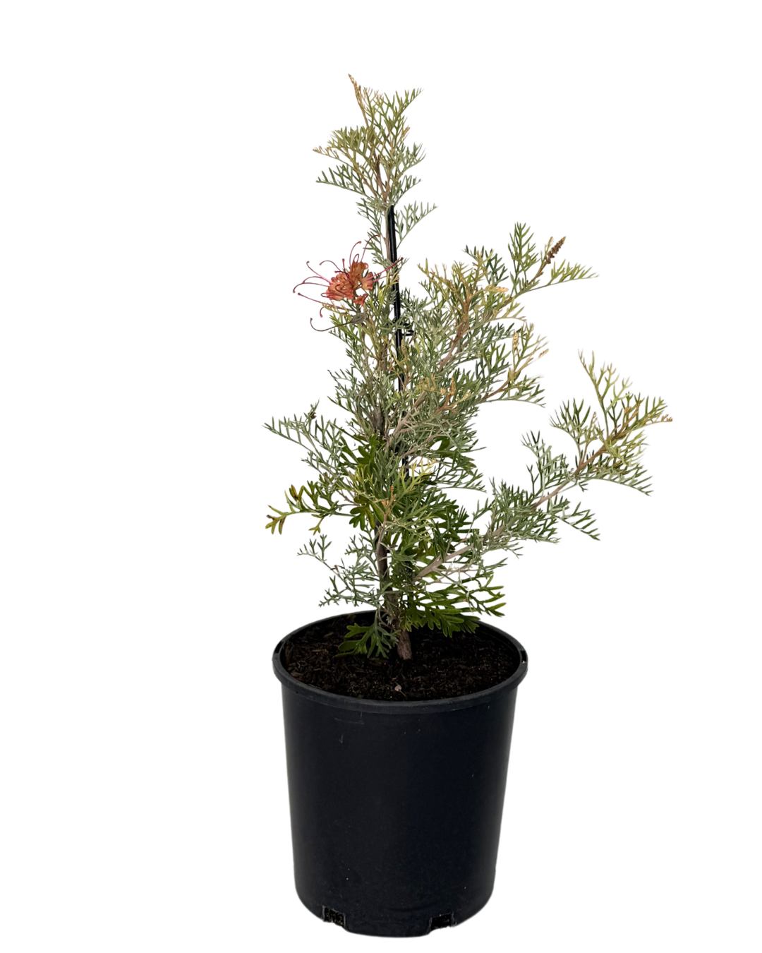 Grevillea Sooper Doopa