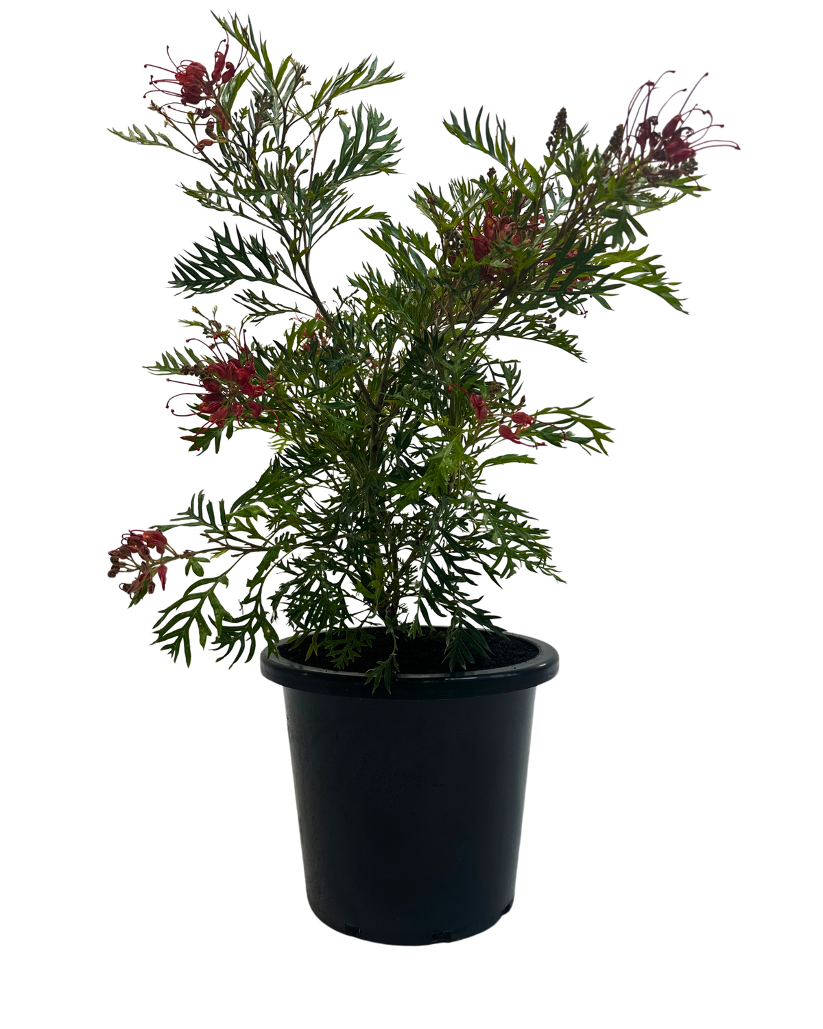 Grevillea Superb