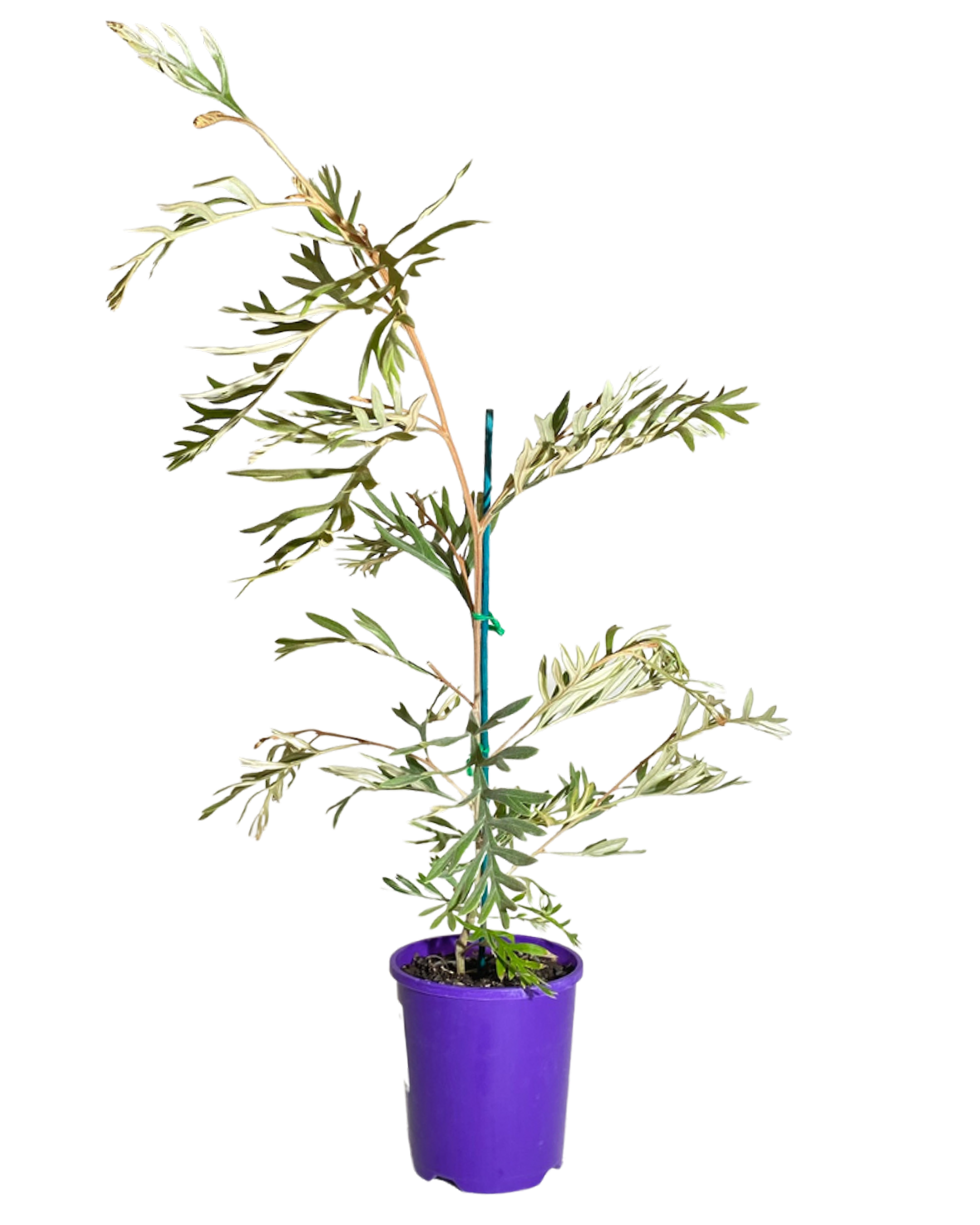 Grevillea Dorothy Gordon