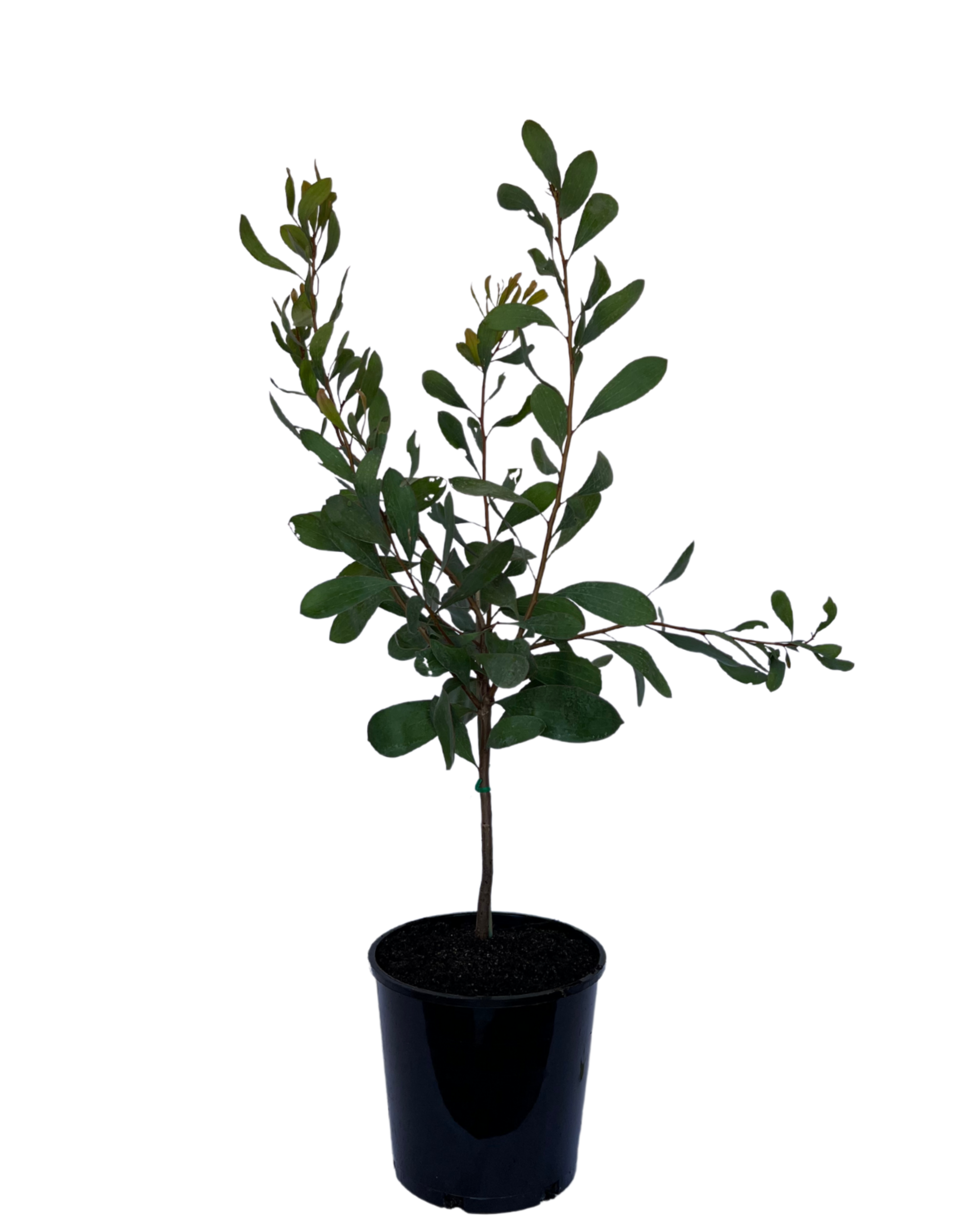 Hakea Laurina