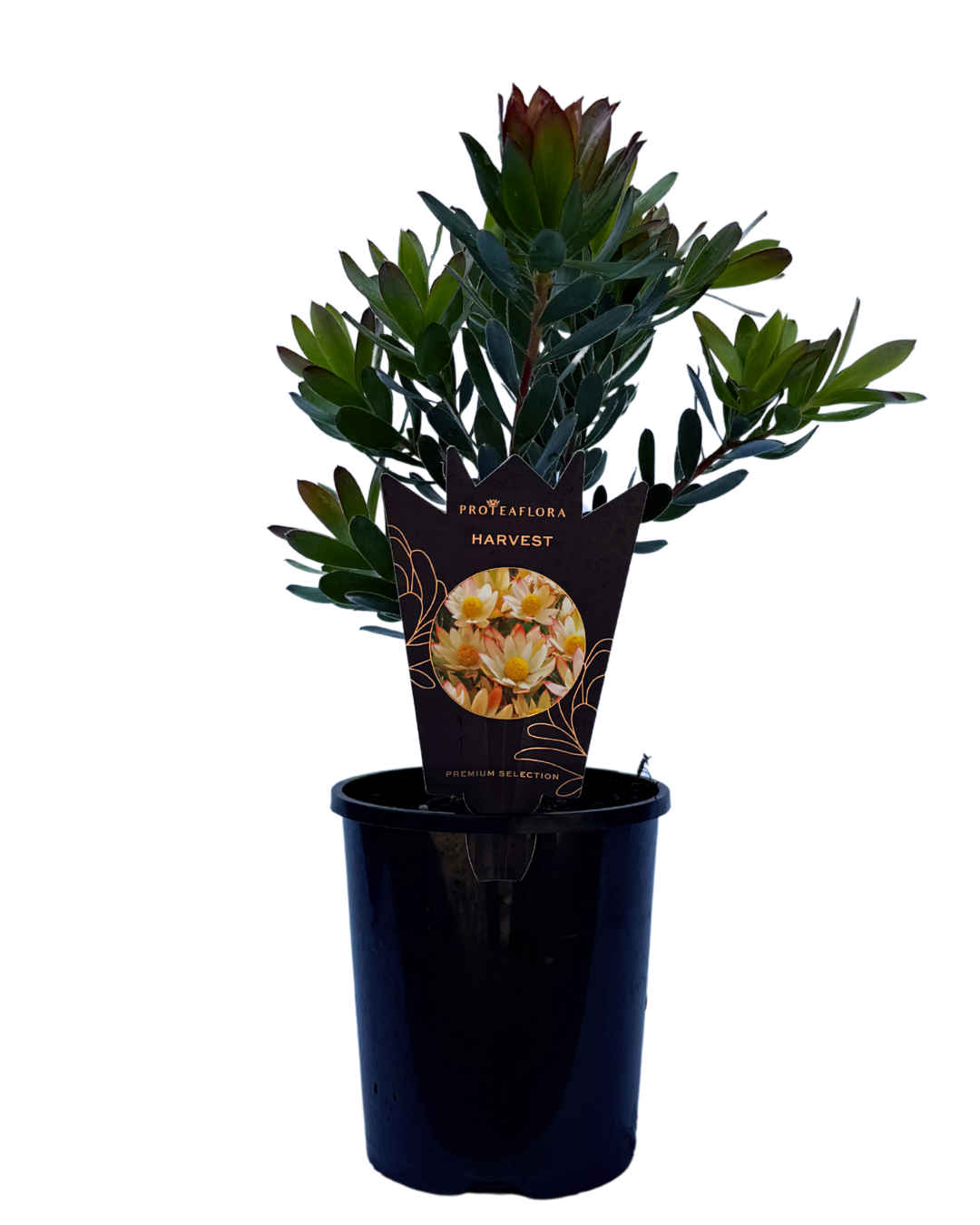 Leucodendron Harvest