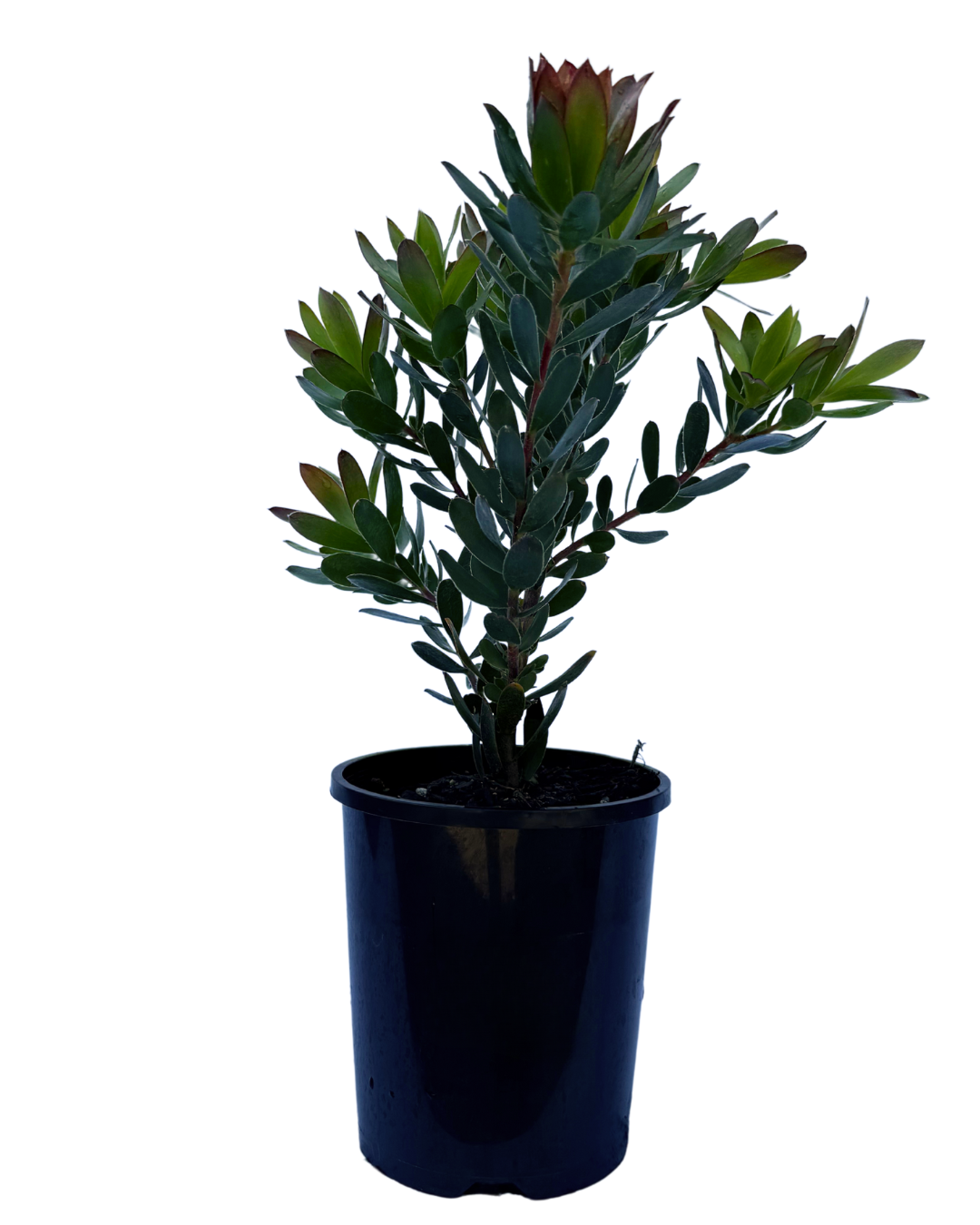 Leucodendron Harvest