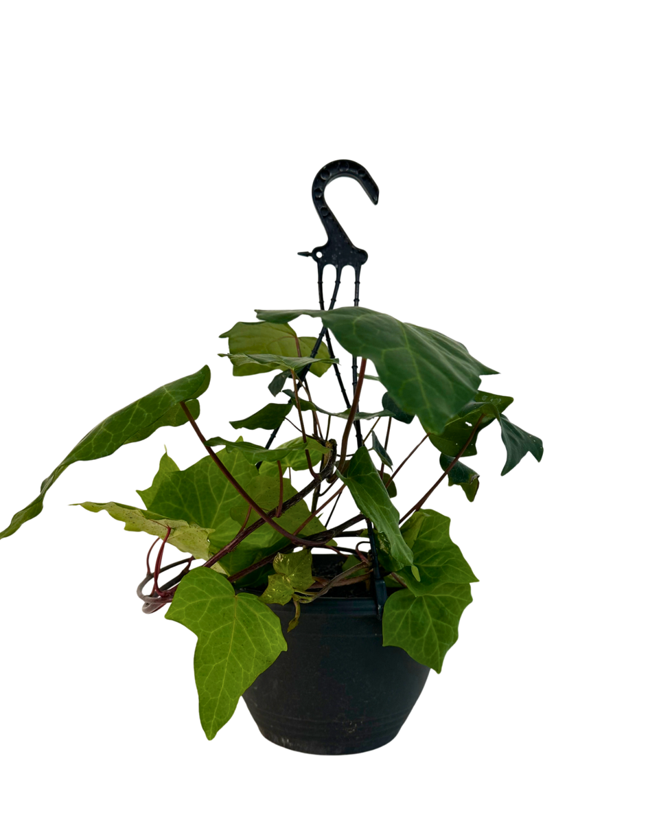 Hedera Canariensis - Hanging Basket