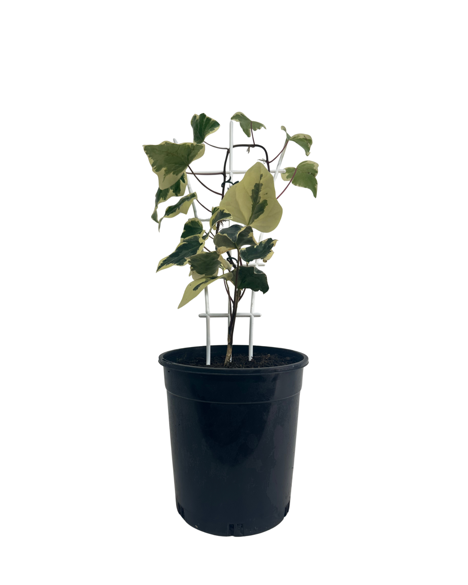 Hedera White Diamond