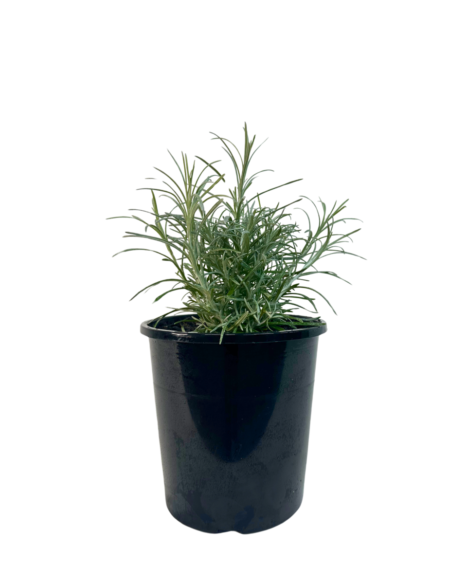 Helichrysum Italicum