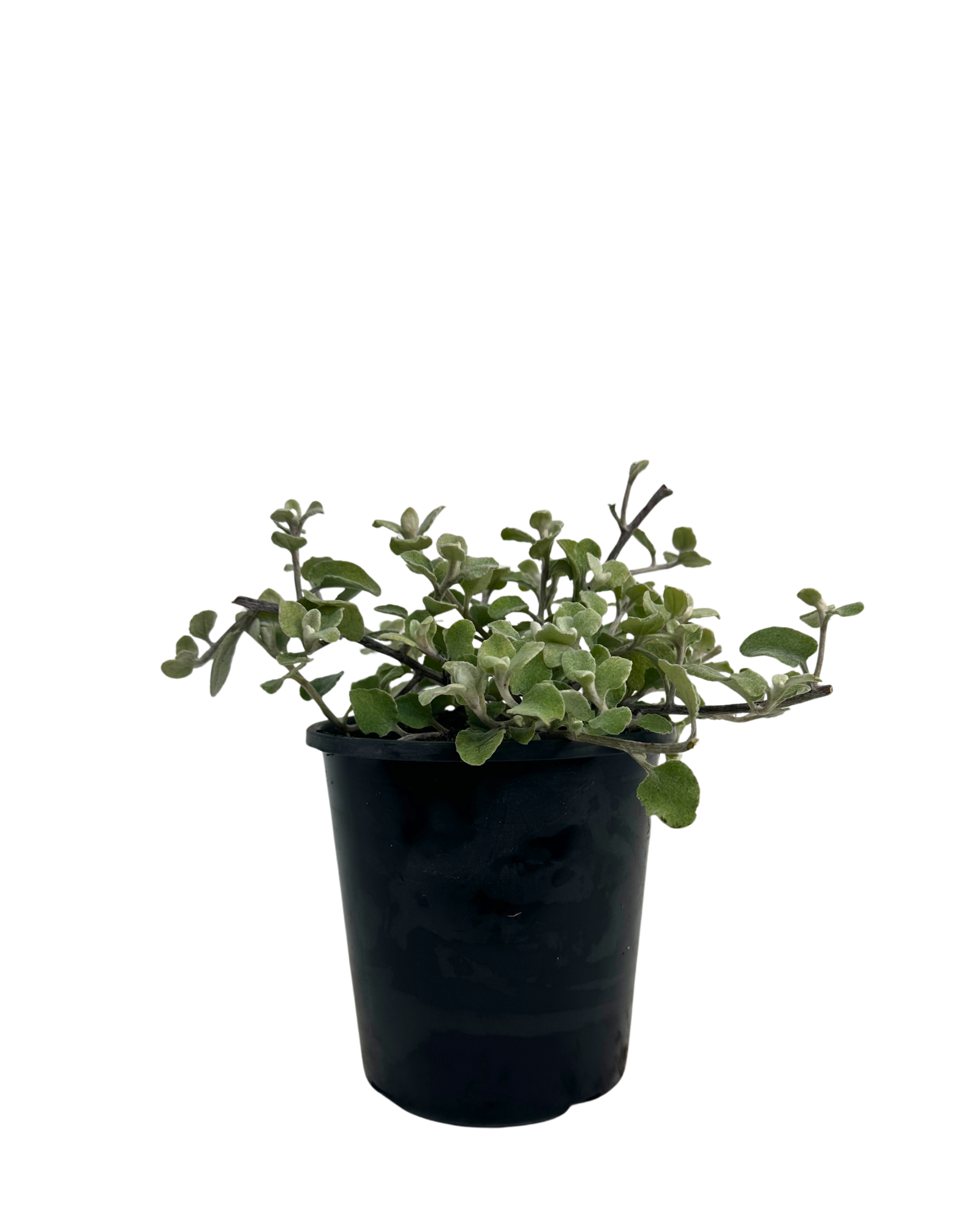 Helichrysum Licorice