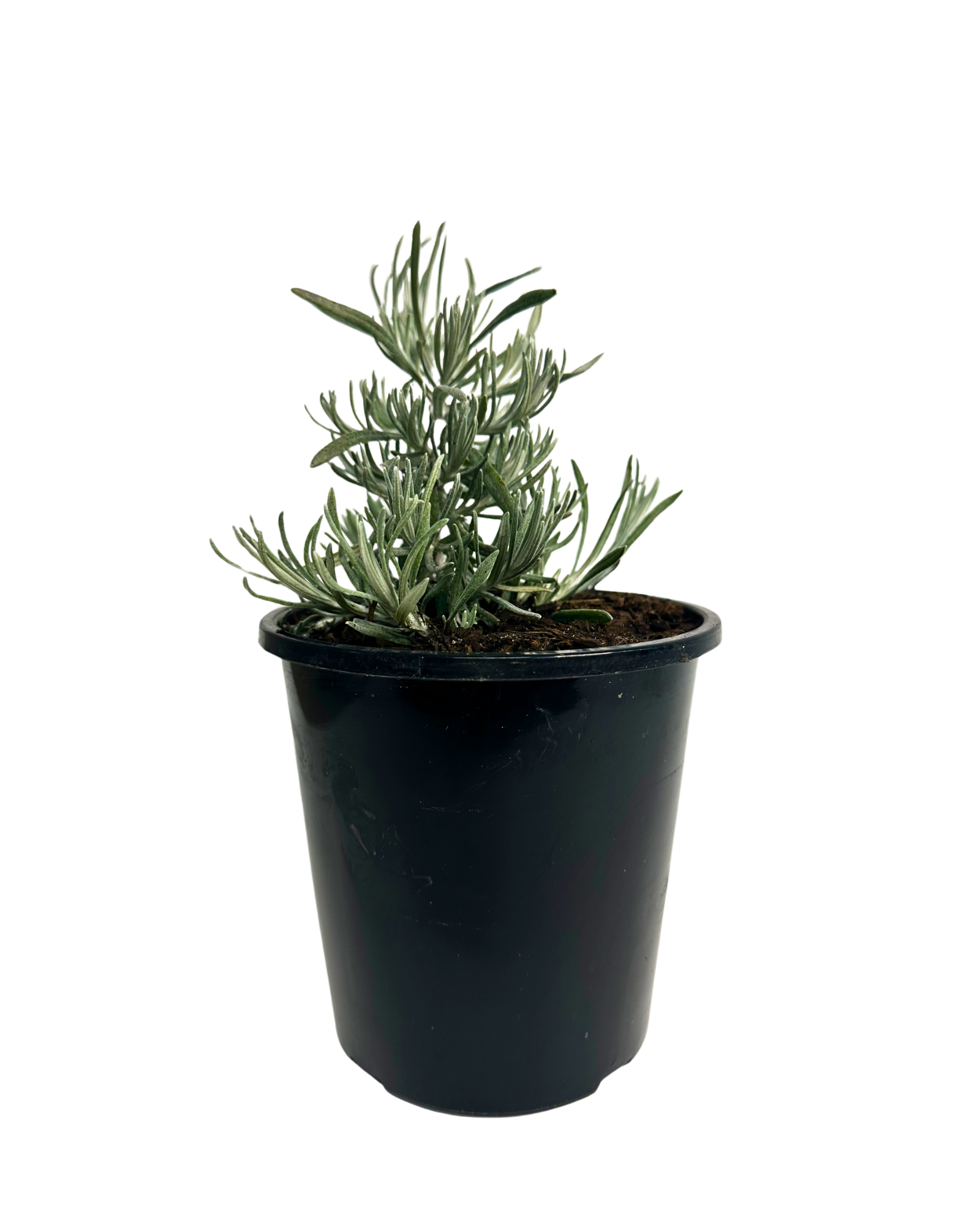 Helichrysum Silvio Spreading