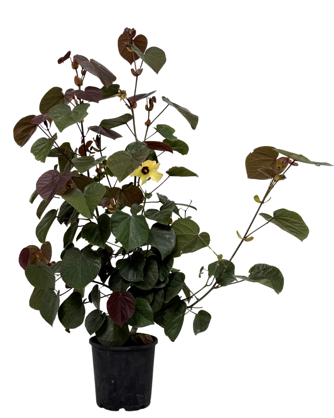 Hibiscus Tiliaceus Rubra