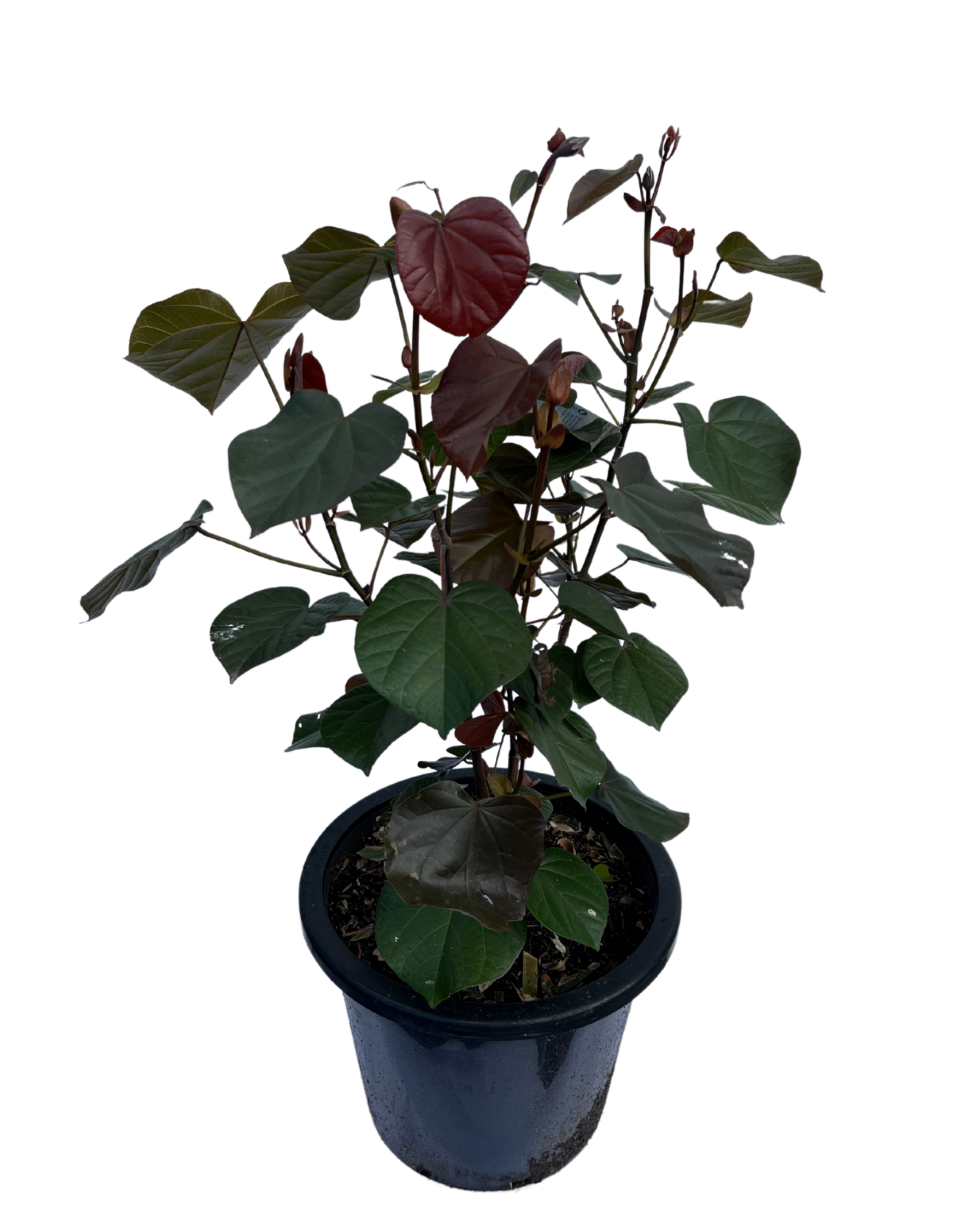 Hibiscus Tiliaceus Rubra
