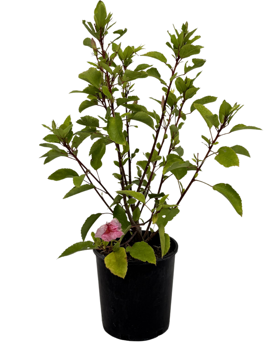 Hibiscus Apple Blossom