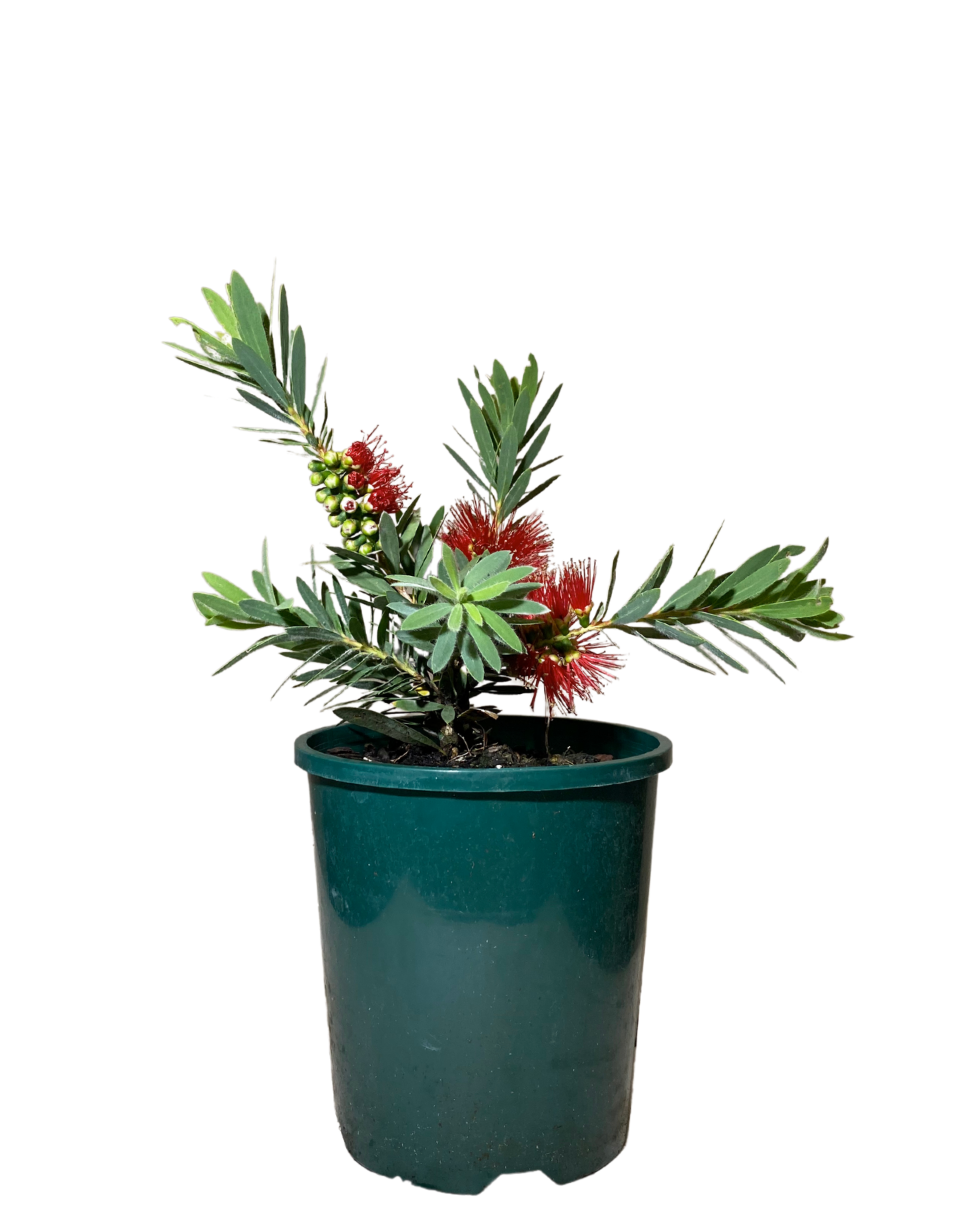 Callistemon Little John