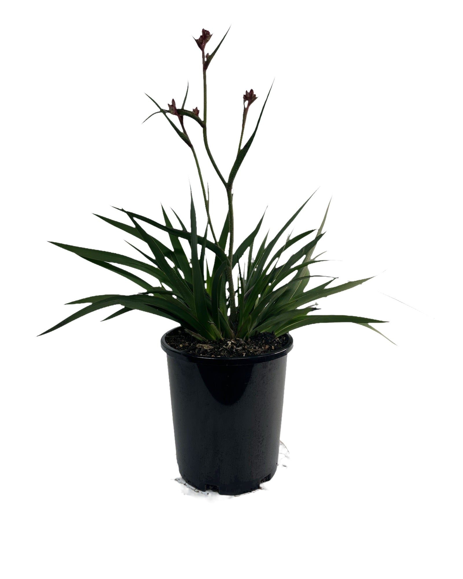 Kangaroo Paw - Anigozanthos Bush Crystal