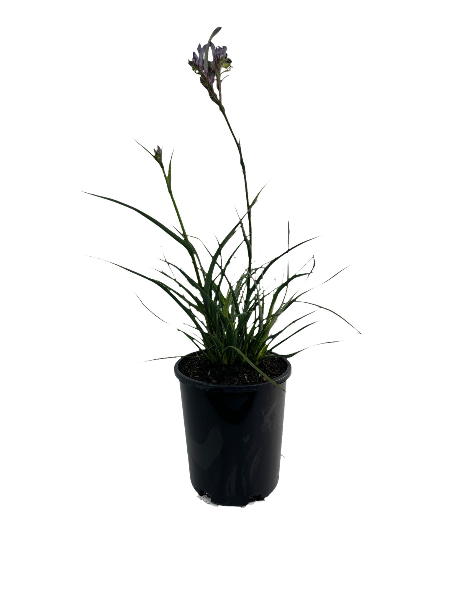 Kangaroo Paw - Anigozanthos Celebration Carnivale