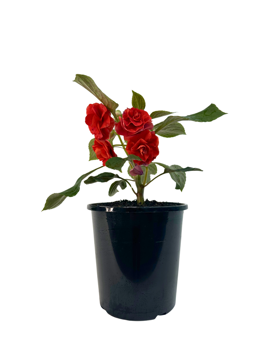 Impatiens Double Bright Red