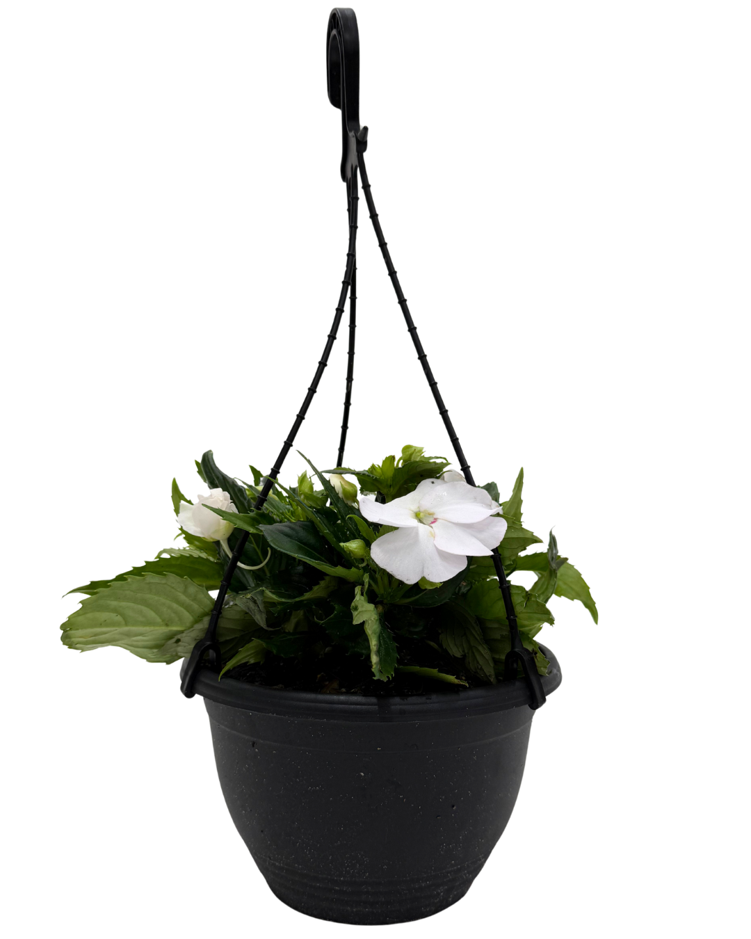 Sunpatiens White - Hanging Basket