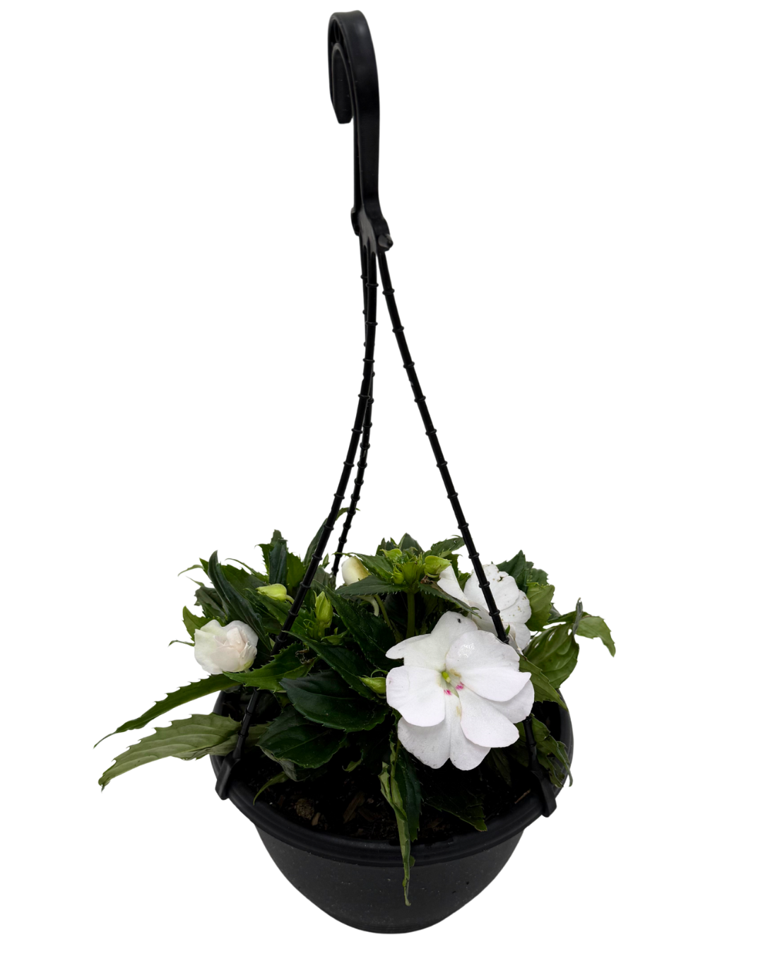 Sunpatiens White - Hanging Basket