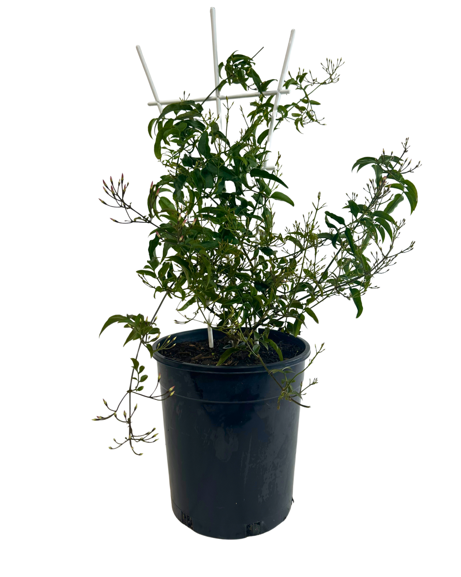 Jasminum Polyanthum