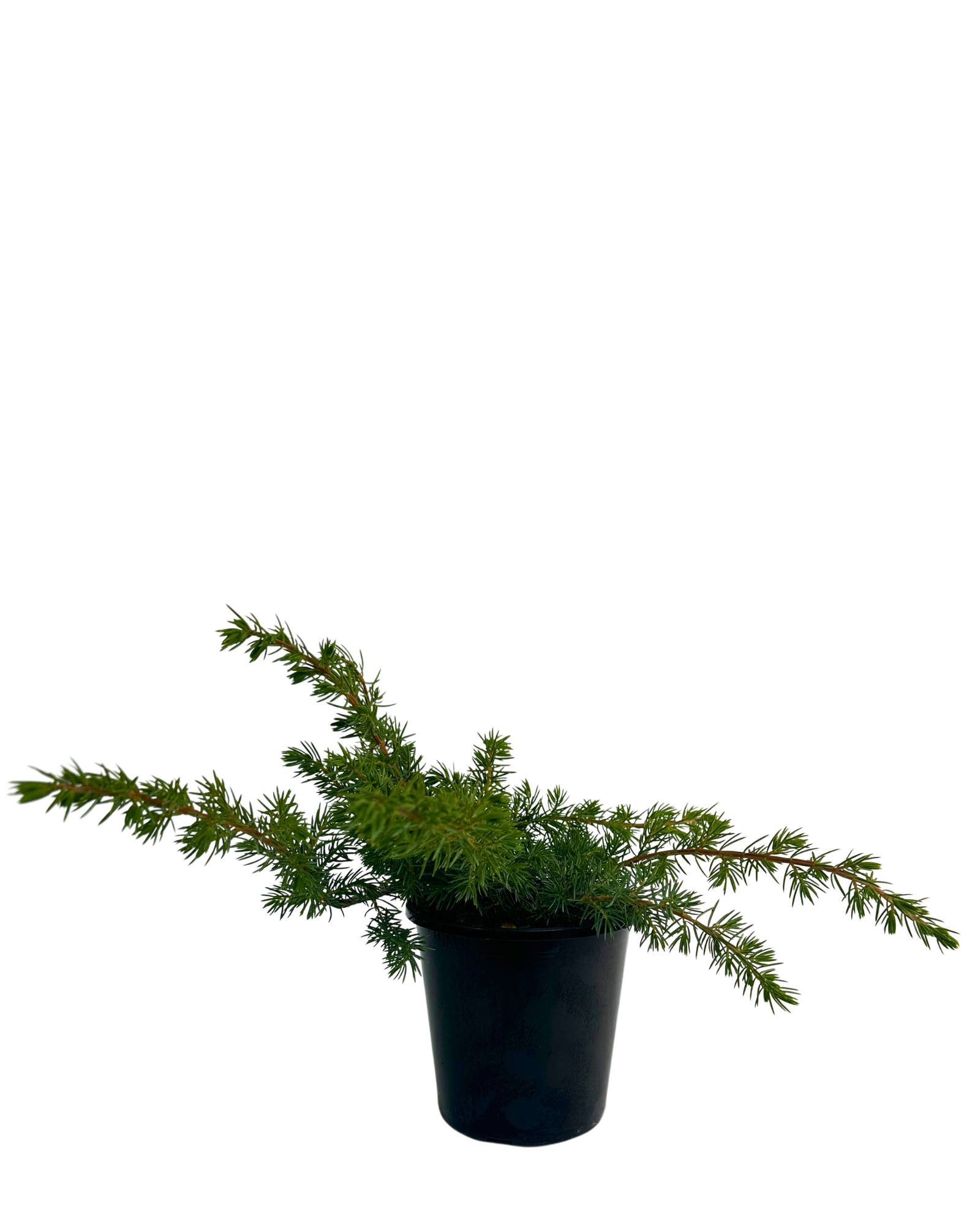 Juniperus Conferta
