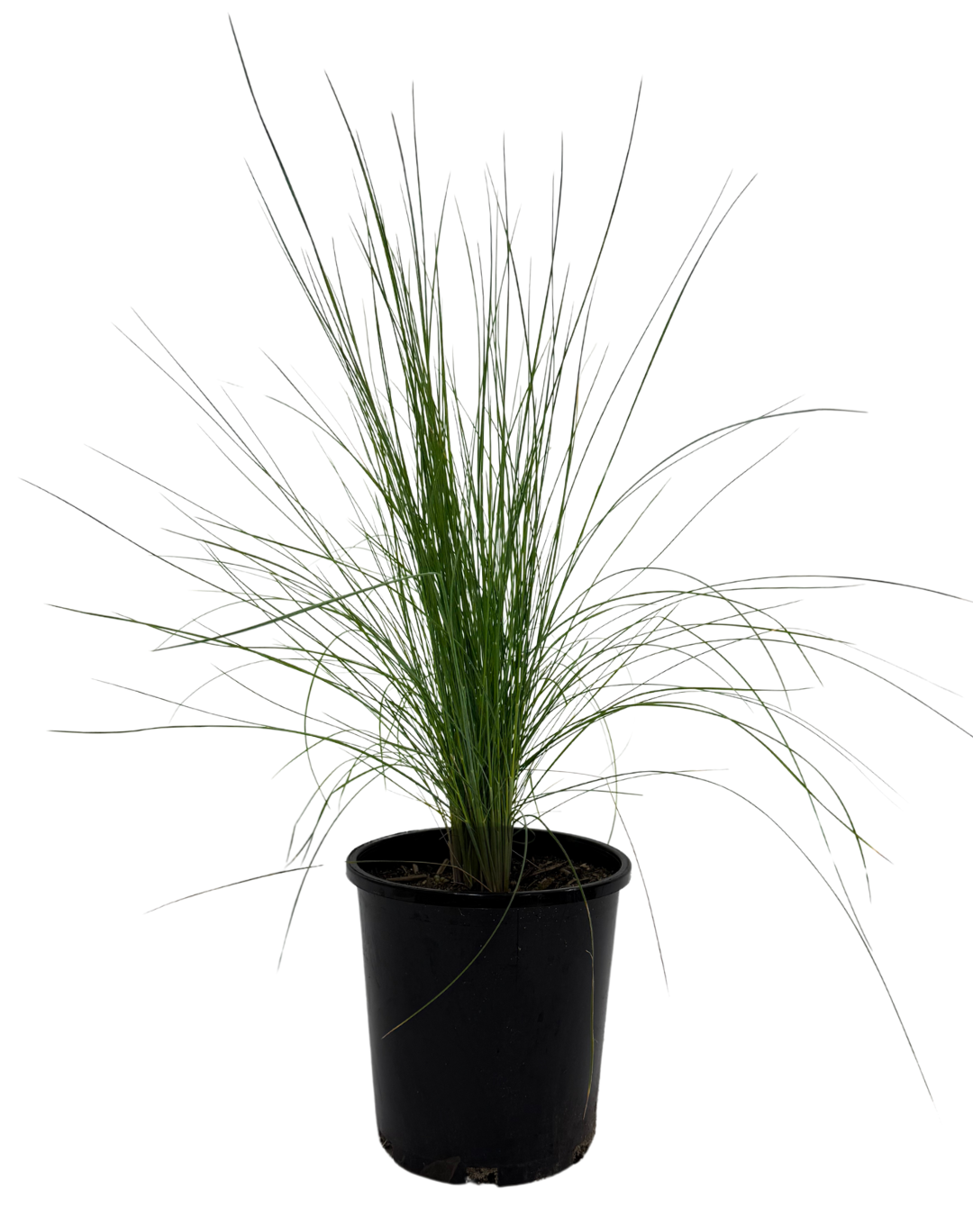 Poa Kingsdale
