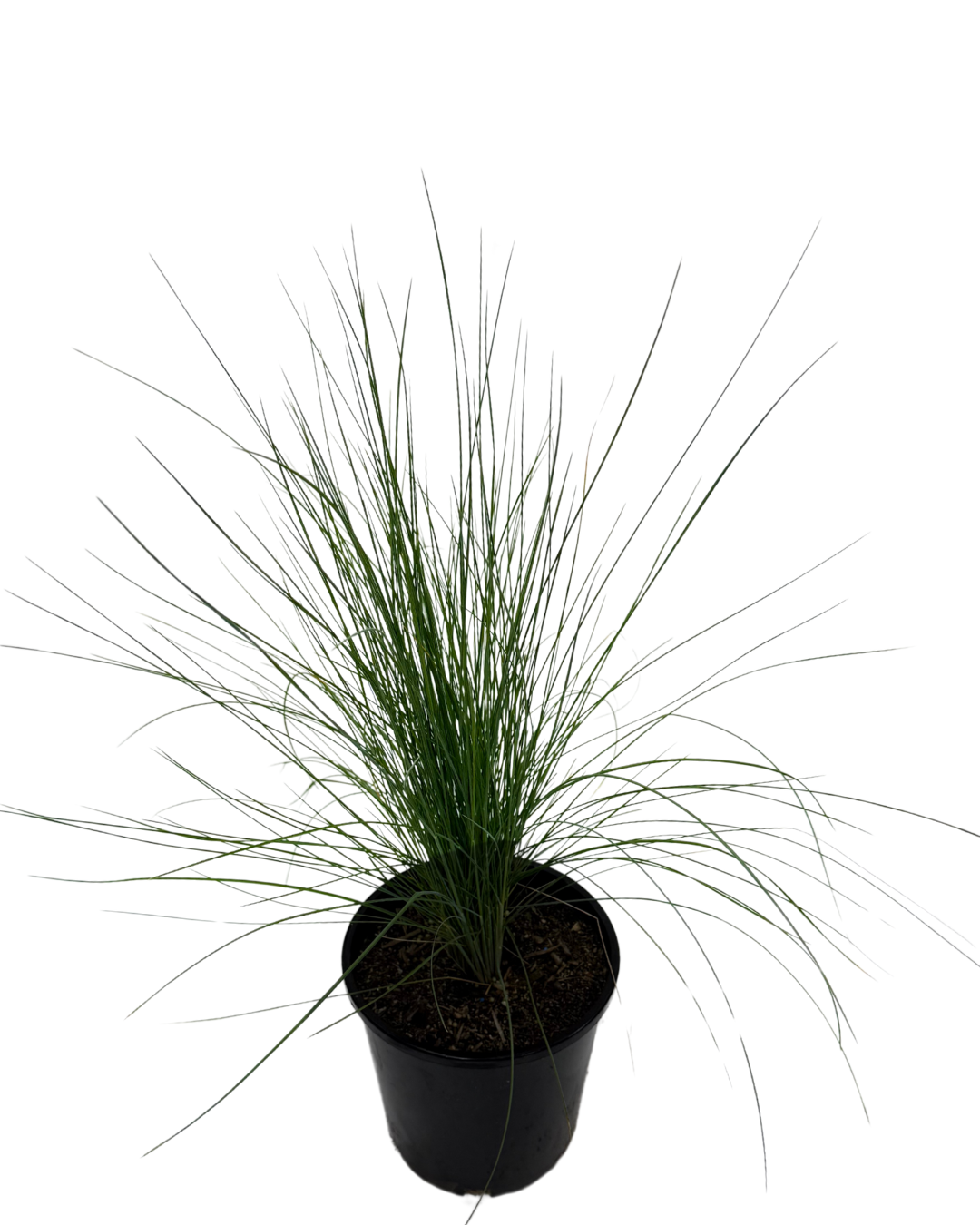 Poa Kingsdale