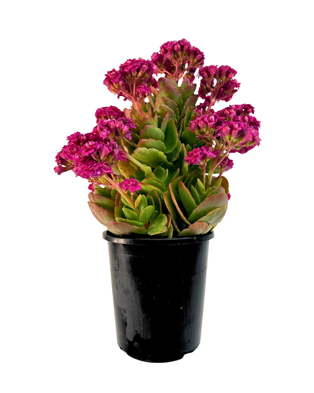 Kalanchoe