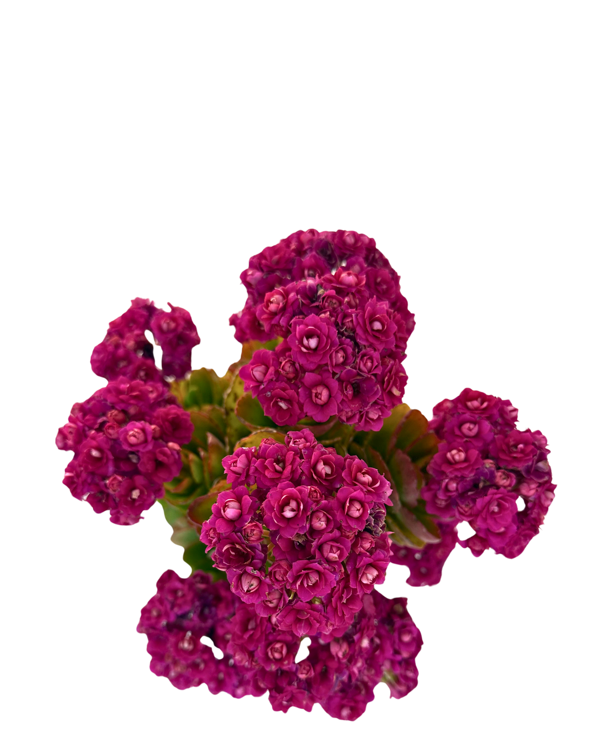 Kalanchoe