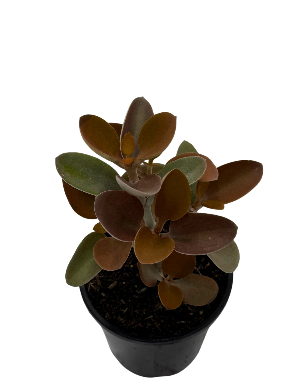 Kalanchoe Copper Spoon