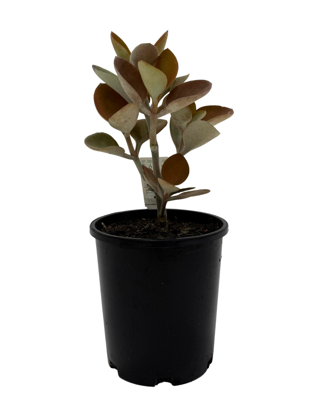 Kalanchoe Copper Spoon