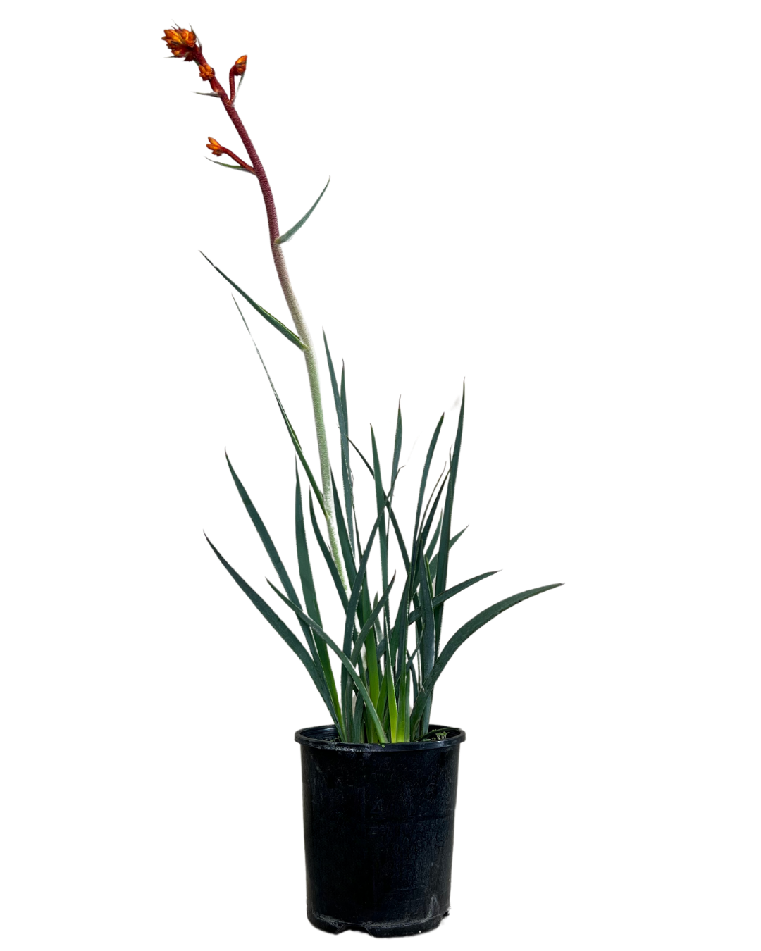 Kangaroo Paw - Anigozanthos Kings Park Flame
