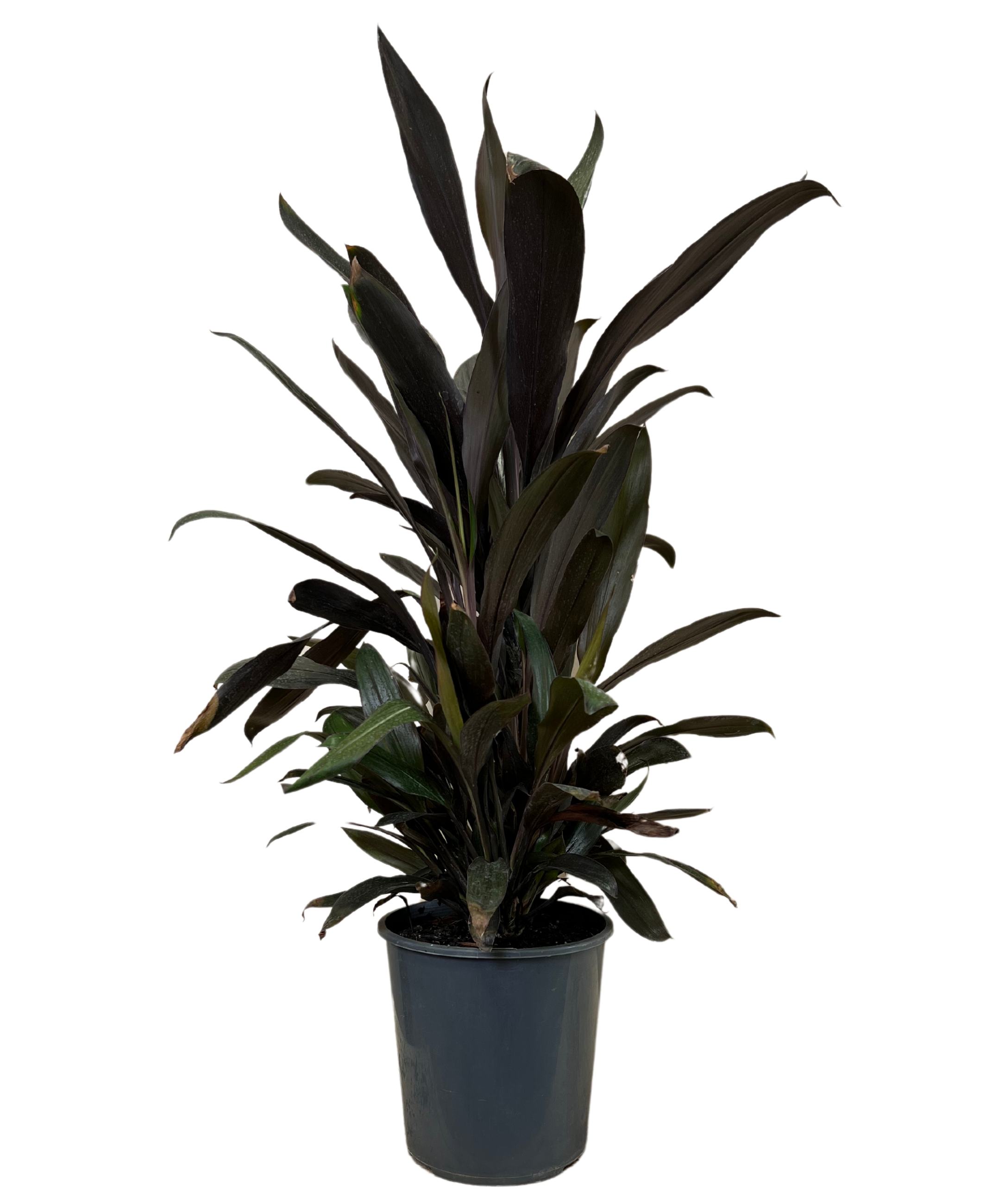 Cordyline Caruba Black