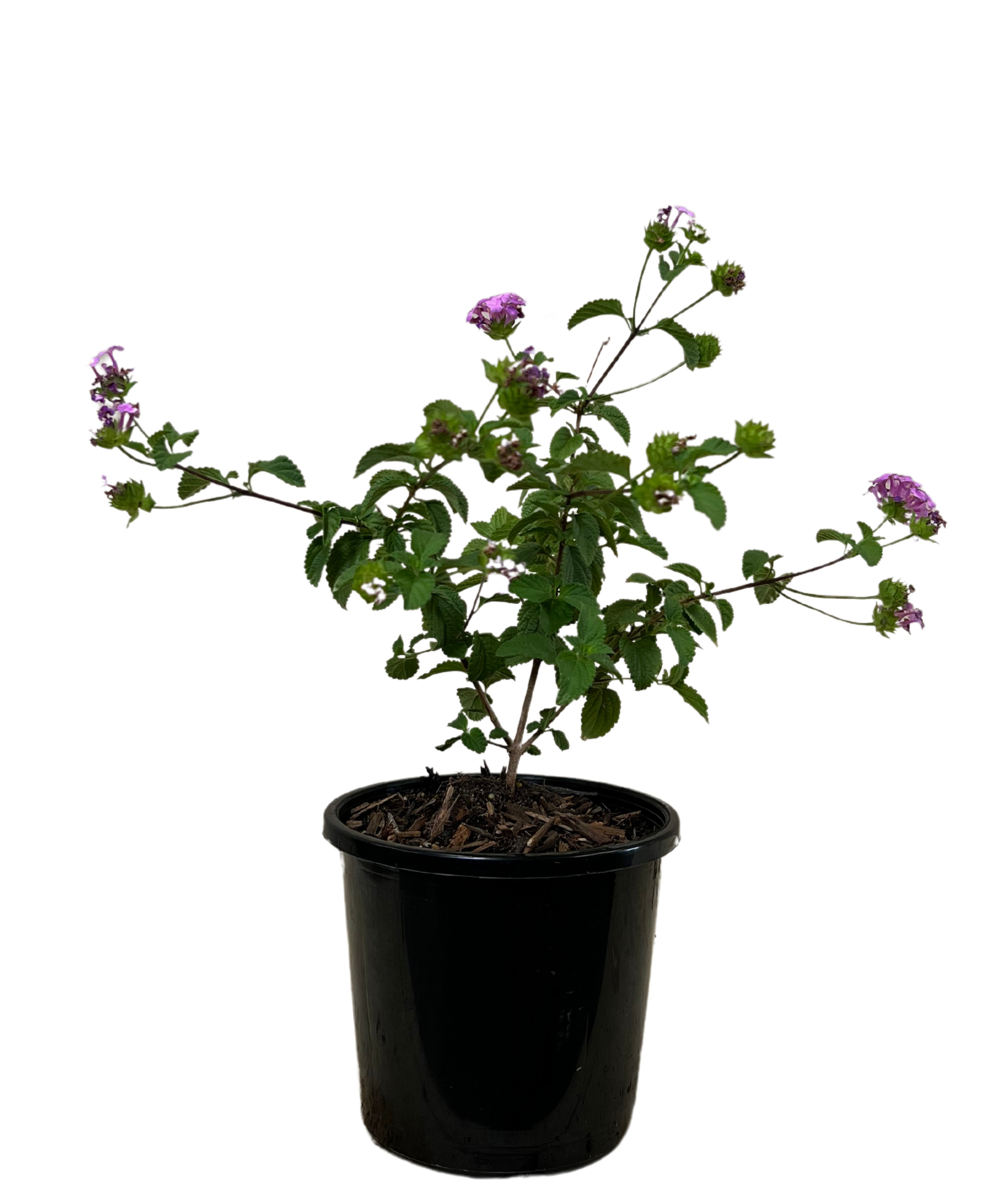 Lantana Montevidensis Mauve