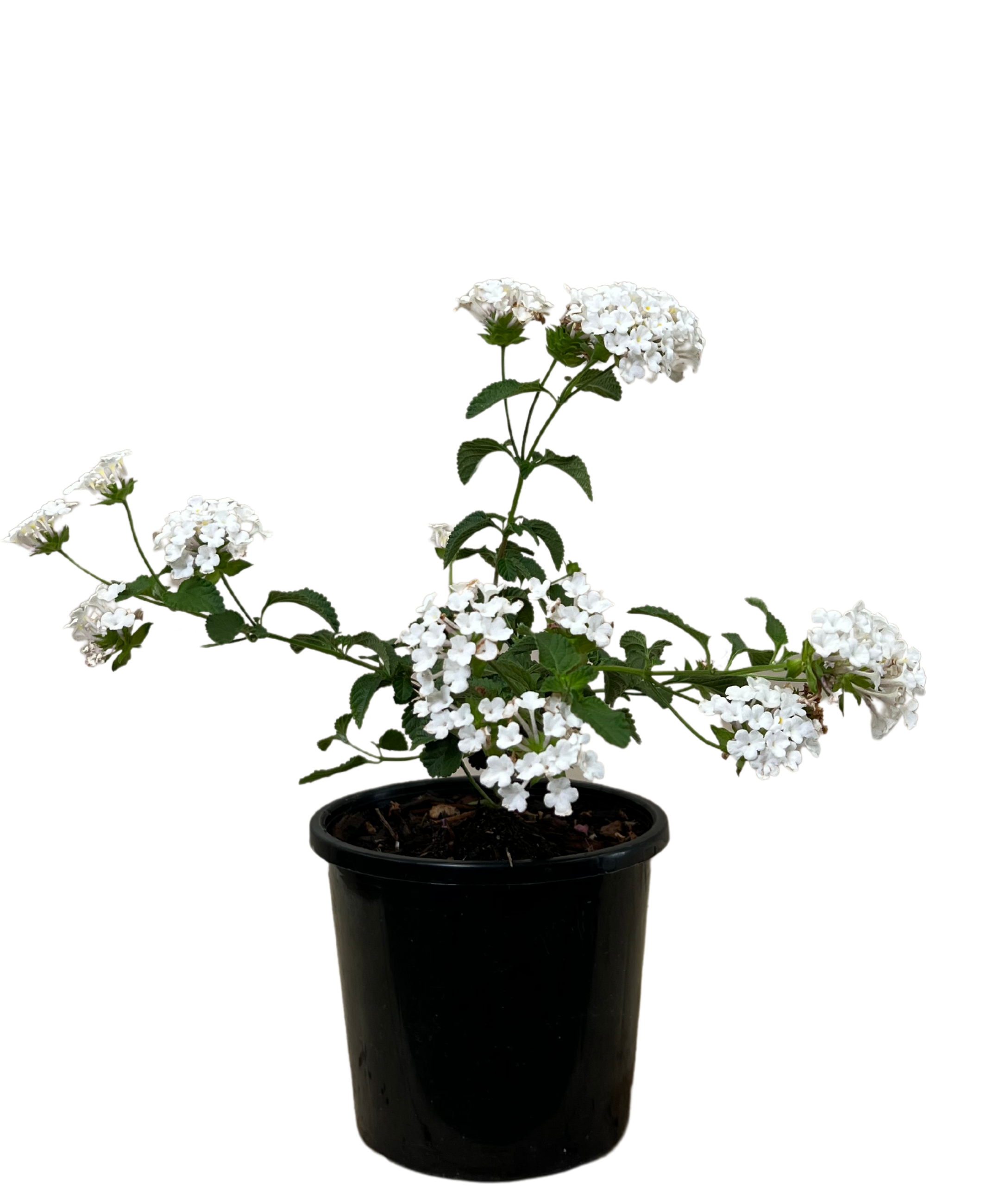 Lantana Montevidensis Alba