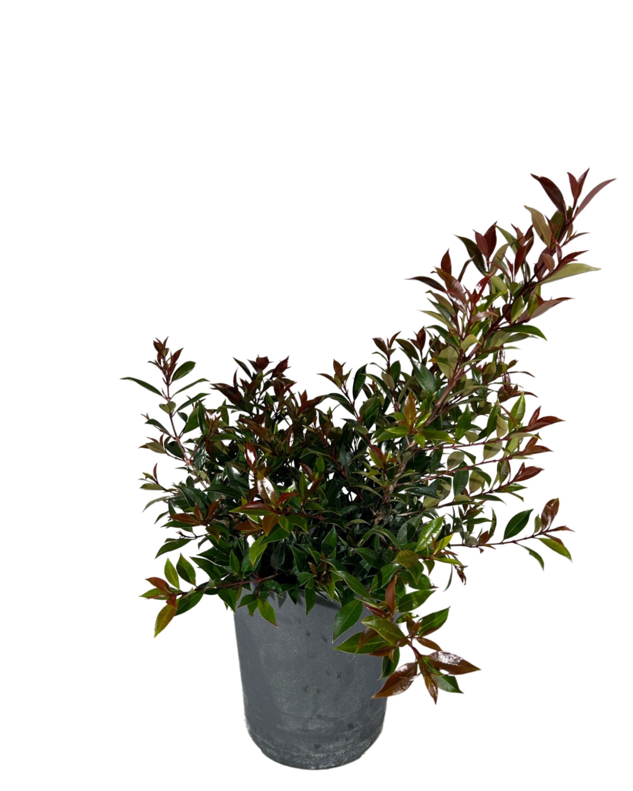 Syzygium Australe Winterlight