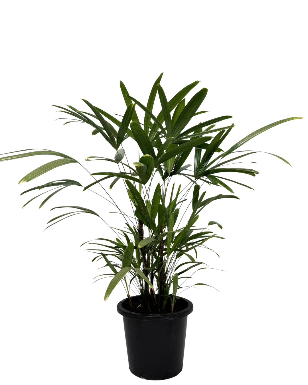 Lady Palm - Rhapis Excelsa
