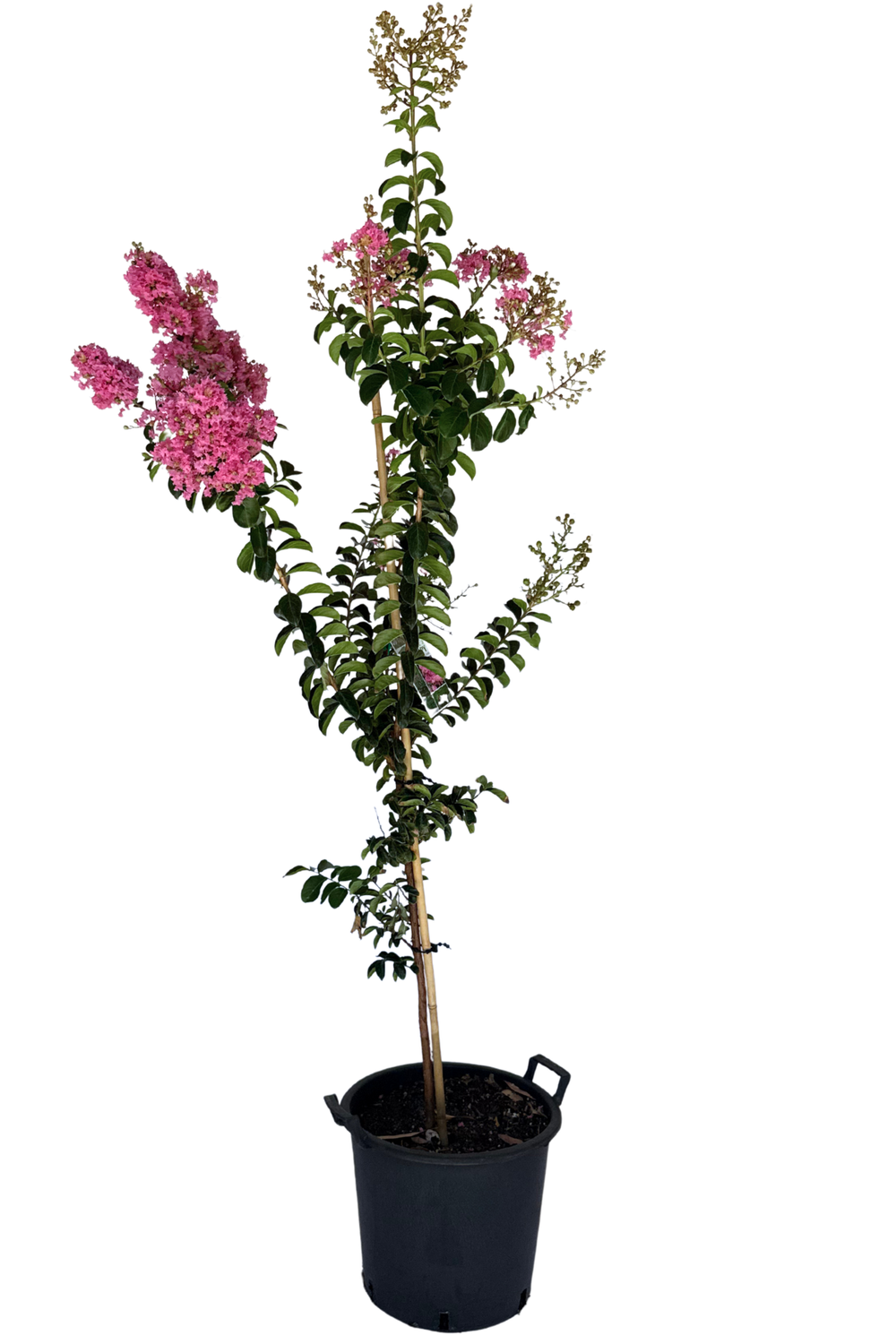 Lagerstroemia Sioux | Garden Tree Perth | Waldecks