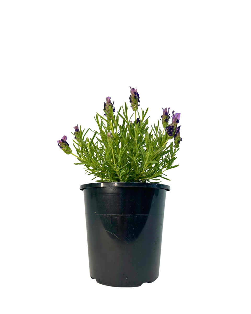 Lavandula Bella Blue