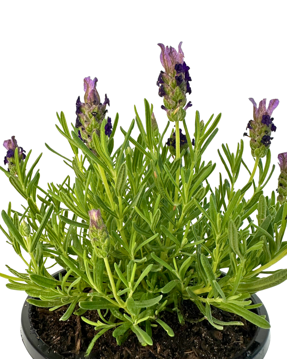 Lavandula Bella Blue