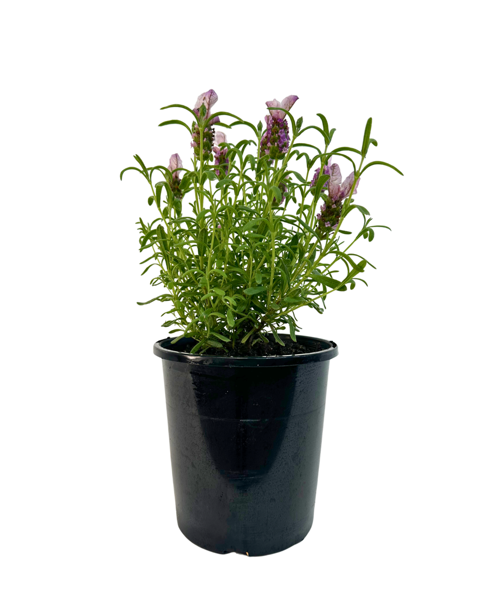 Lavandula Bella Pink