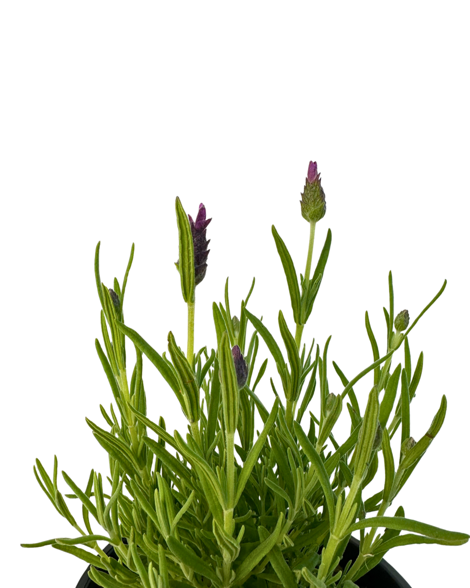 Lavandula Bella Rose