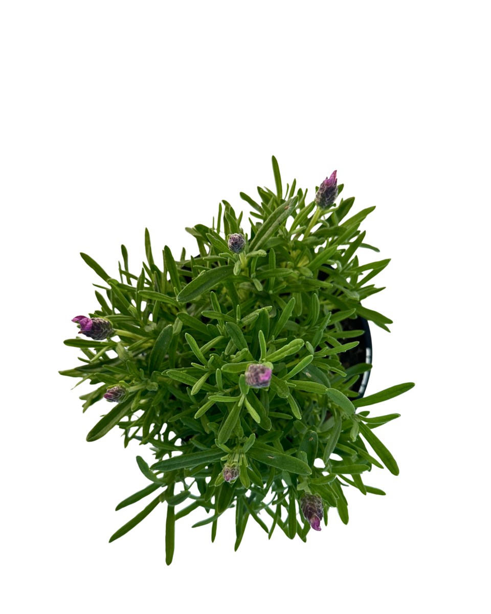 Lavandula Bella Rouge