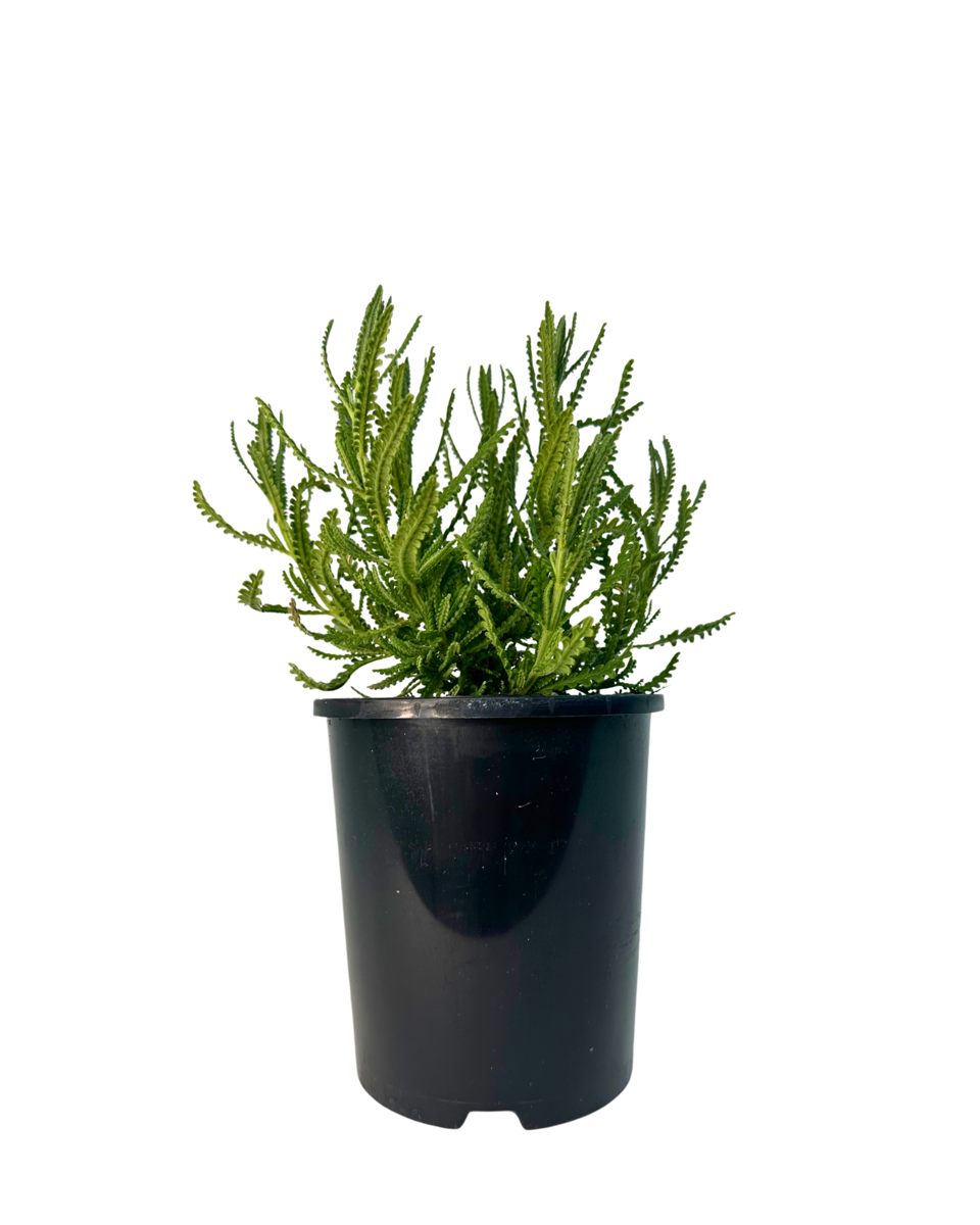 Lavandula Dentata Frenchette