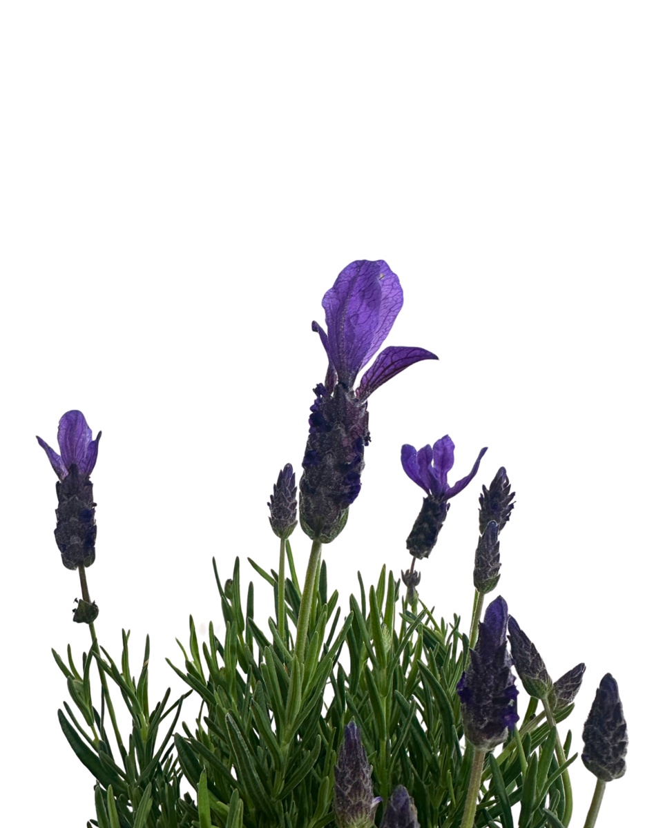 Lavandula Ladiva Big Night