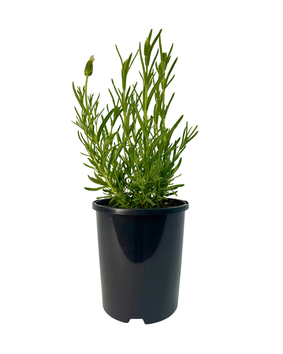 Lavandula Sensation White