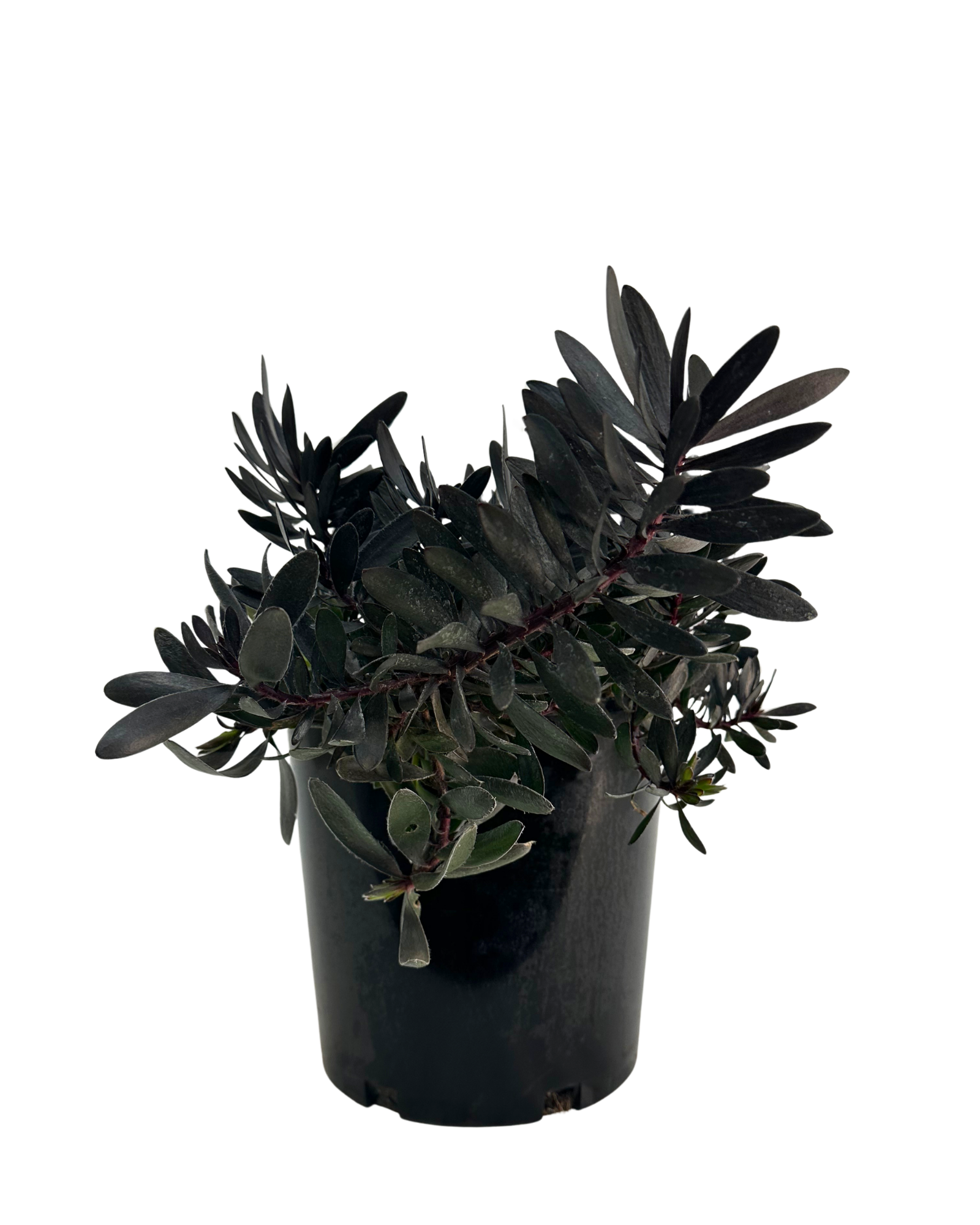 Leucadendron Ebony