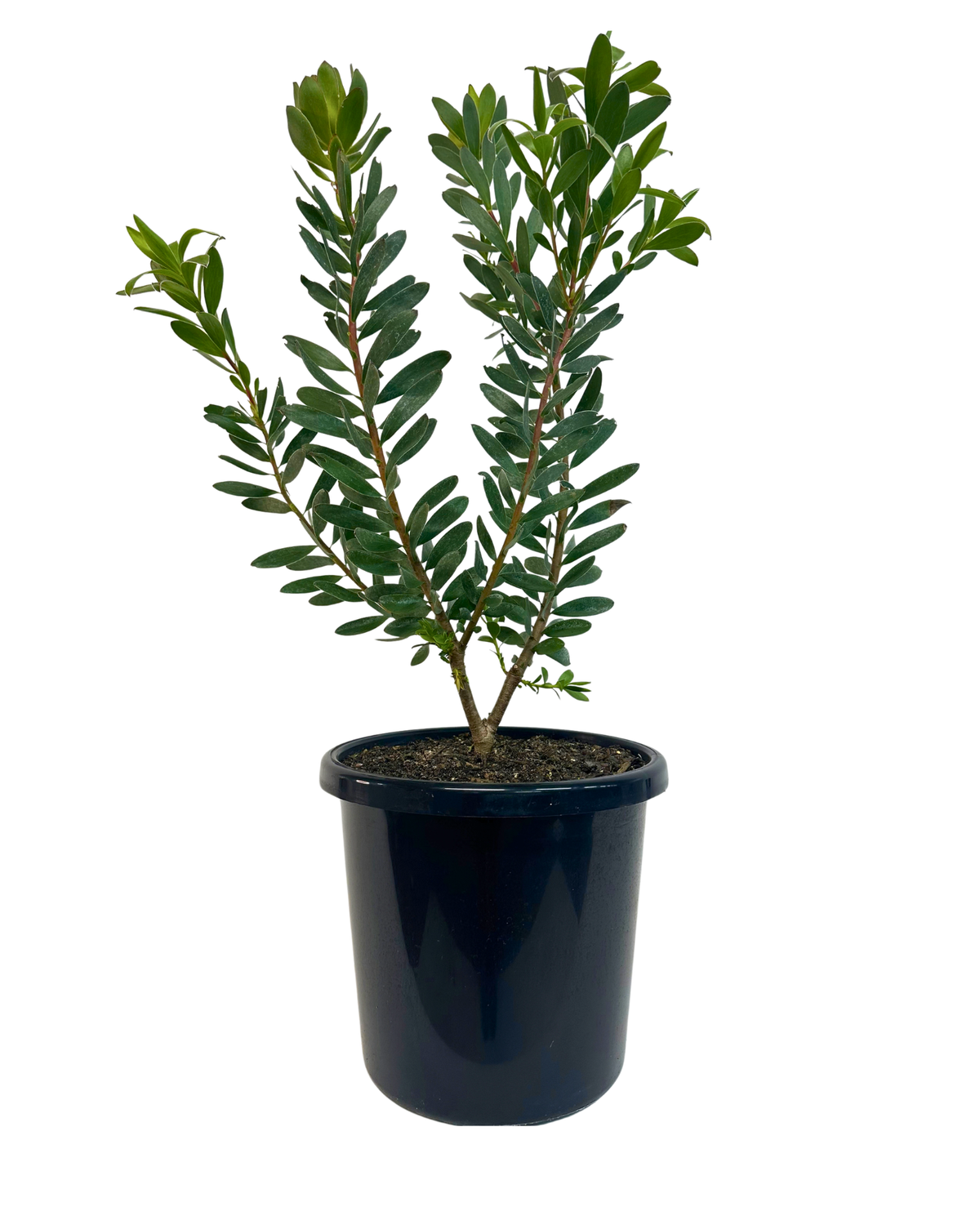 Leucadendron Gold Strike
